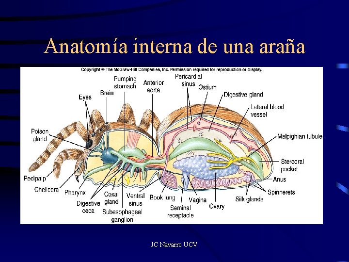 Anatomía interna de una araña JC Navarro UCV 
