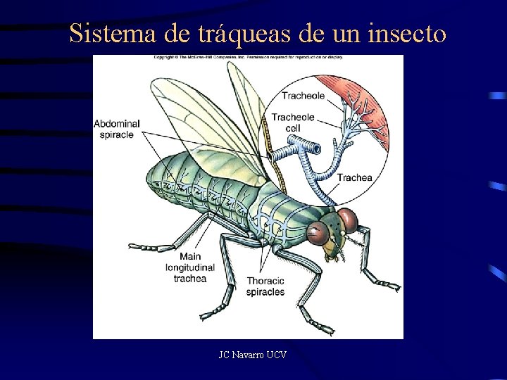 Sistema de tráqueas de un insecto JC Navarro UCV 