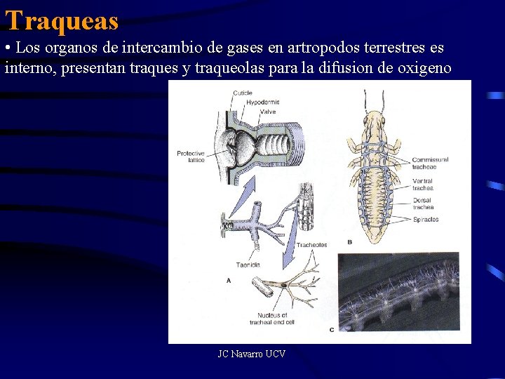 Traqueas • Los organos de intercambio de gases en artropodos terrestres es interno, presentan