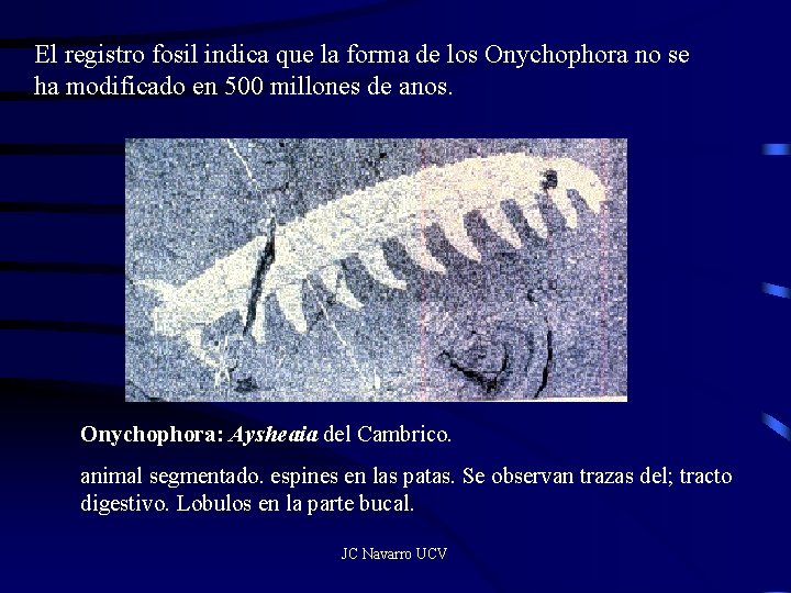 El registro fosil indica que la forma de los Onychophora no se ha modificado
