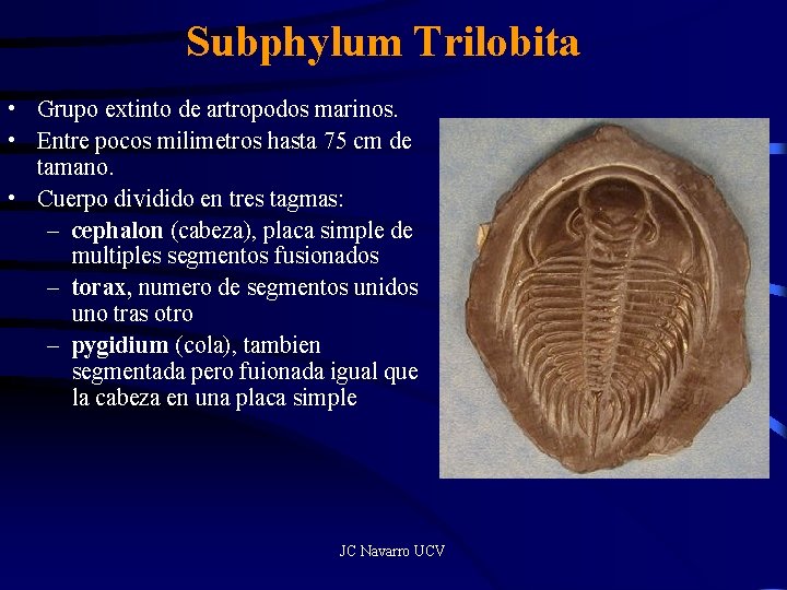 Subphylum Trilobita • Grupo extinto de artropodos marinos. • Entre pocos milimetros hasta 75