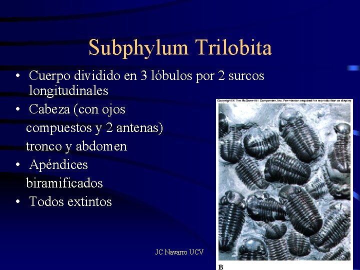 Subphylum Trilobita • Cuerpo dividido en 3 lóbulos por 2 surcos longitudinales • Cabeza