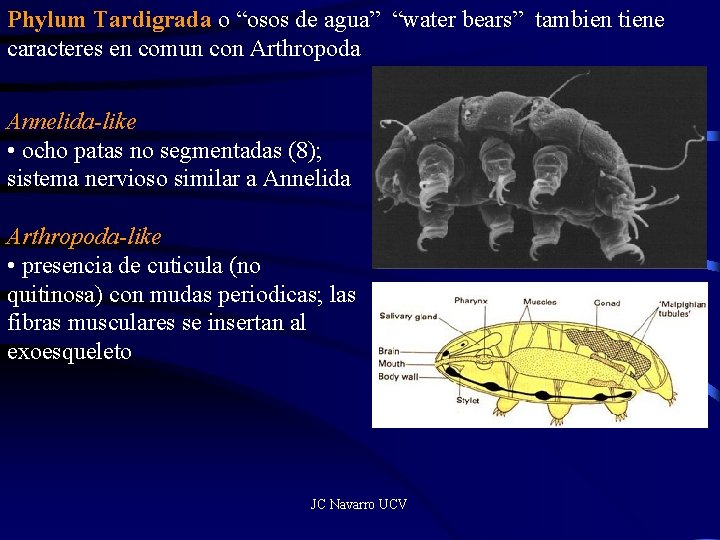 Phylum Tardigrada o “osos de agua” “water bears” tambien tiene caracteres en comun con