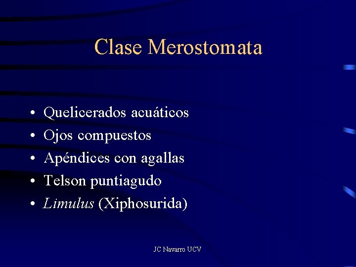 Clase Merostomata • • • Quelicerados acuáticos Ojos compuestos Apéndices con agallas Telson puntiagudo
