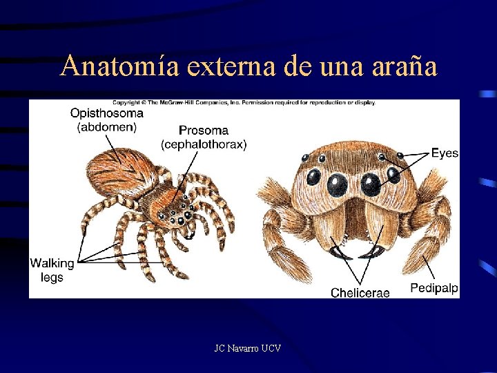 Anatomía externa de una araña JC Navarro UCV 