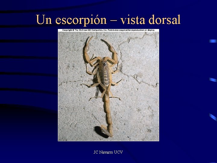 Un escorpión – vista dorsal JC Navarro UCV 