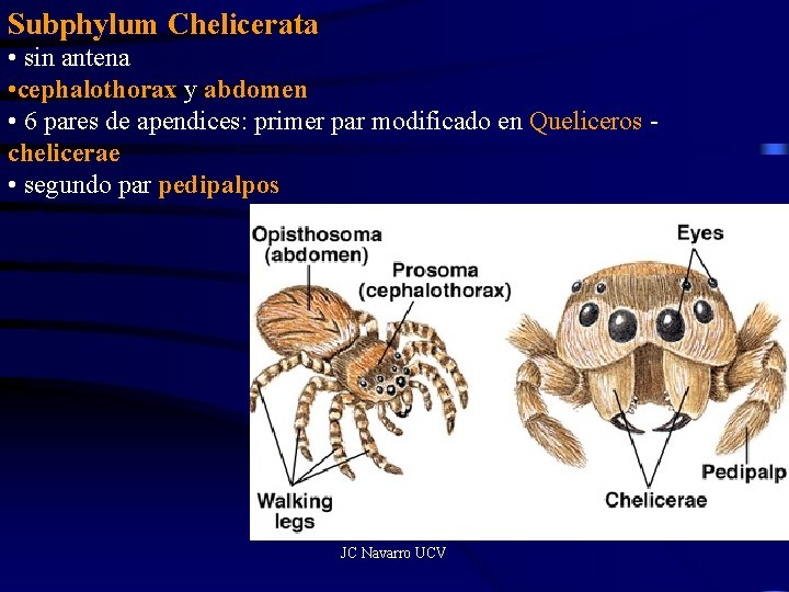 Subphylum Chelicerata • sin antena • cephalothorax y abdomen • 6 pares de apendices: