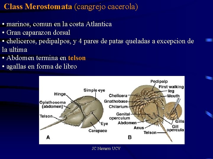 Class Merostomata (cangrejo cacerola) • marinos, comun en la costa Atlantica • Gran caparazon