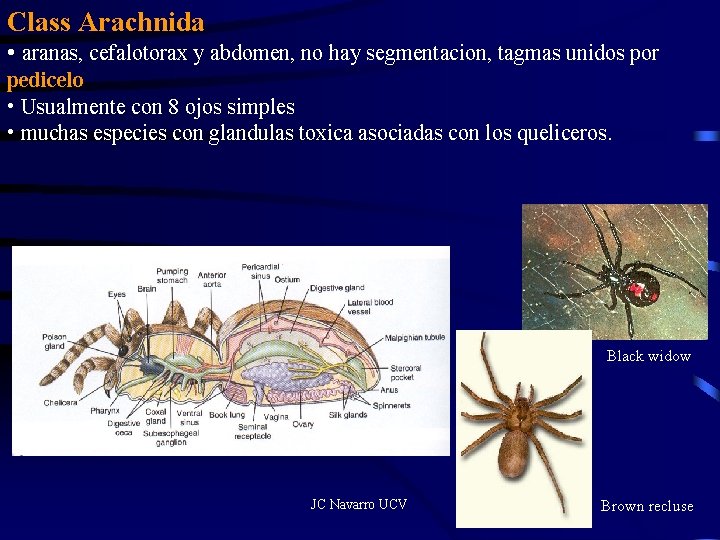 Class Arachnida • aranas, cefalotorax y abdomen, no hay segmentacion, tagmas unidos por pedicelo