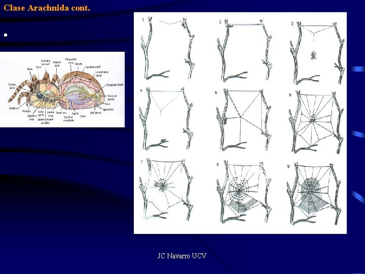 Clase Arachnida cont. • JC Navarro UCV 