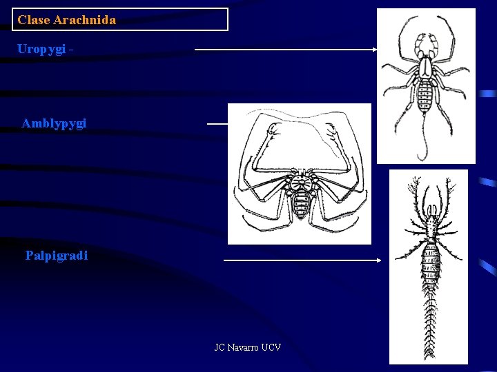 Clase Arachnida Uropygi - Amblypygi Palpigradi JC Navarro UCV 