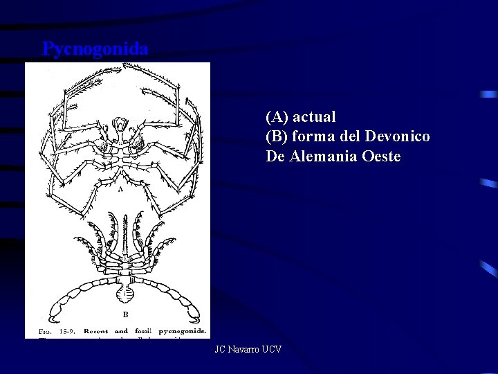 Pycnogonida (A) actual (B) forma del Devonico De Alemania Oeste JC Navarro UCV 