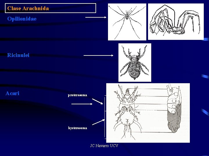 Clase Arachnida Opilionidae Ricinulei Acari proterosoma Gnathosoma (capitulum) gnatosoma (capitulum) propodosoma metapodosoma hysterosoma opistosoma