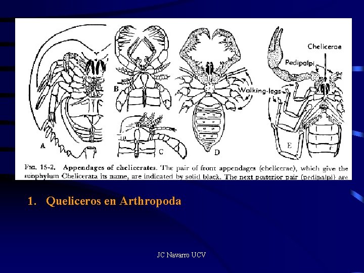 1. Queliceros en Arthropoda JC Navarro UCV 