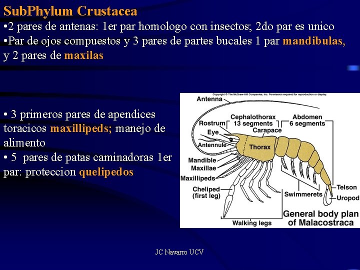 Sub. Phylum Crustacea • 2 pares de antenas: 1 er par homologo con insectos;