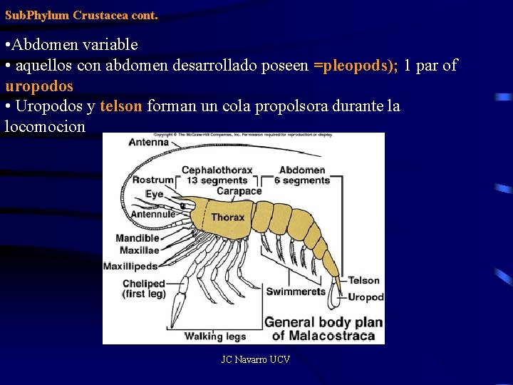 Sub. Phylum Crustacea cont. • Abdomen variable • aquellos con abdomen desarrollado poseen =pleopods);