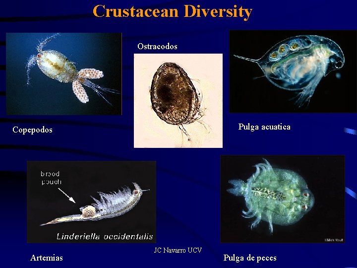 Crustacean Diversity Ostracodos Pulga acuatica Copepodos Artemias JC Navarro UCV Pulga de peces 
