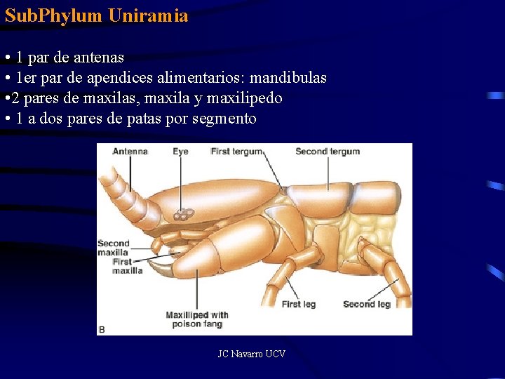 Sub. Phylum Uniramia • 1 par de antenas • 1 er par de apendices