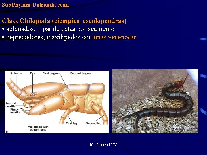 Sub. Phylum Uniramia cont. Class Chilopoda (ciempies, escolopendras) • aplanados, 1 par de patas
