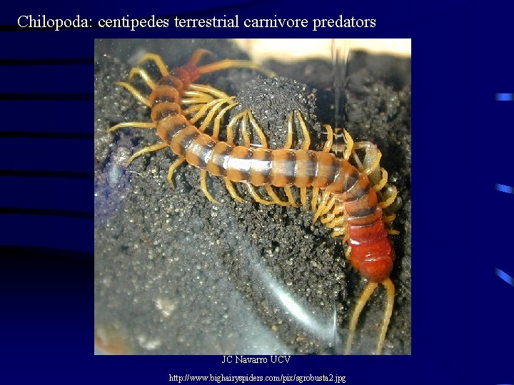 Chilopoda: centipedes terrestrial carnivore predators JC Navarro UCV http: //www. bighairyspiders. com/pix/sgrobusta 2. jpg