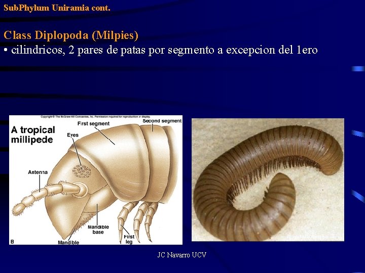 Sub. Phylum Uniramia cont. Class Diplopoda (Milpies) • cilindricos, 2 pares de patas por