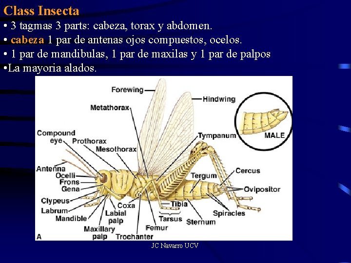 Class Insecta • 3 tagmas 3 parts: cabeza, torax y abdomen. • cabeza 1