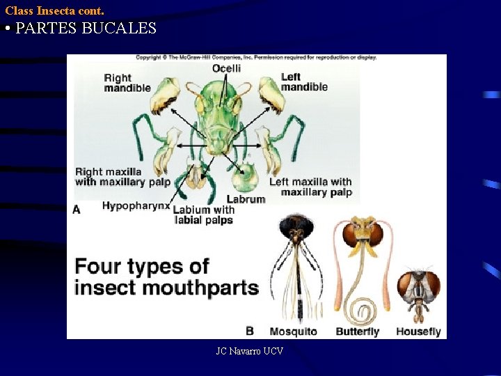 Class Insecta cont. • PARTES BUCALES JC Navarro UCV 