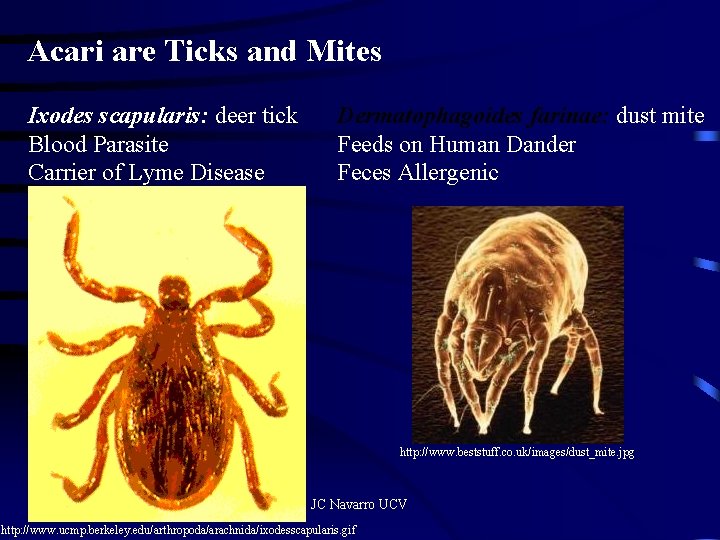 Acari are Ticks and Mites Ixodes scapularis: deer tick Blood Parasite Carrier of Lyme