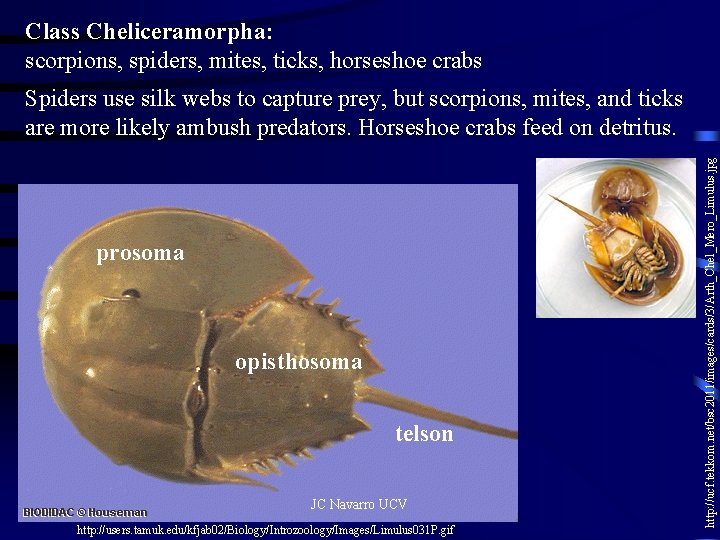 Class Cheliceramorpha: scorpions, spiders, mites, ticks, horseshoe crabs prosoma opisthosoma telson JC Navarro UCV