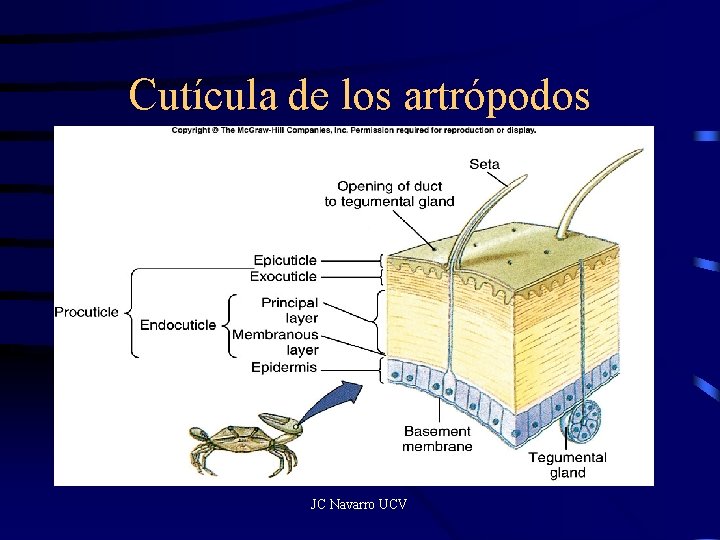 Cutícula de los artrópodos JC Navarro UCV 