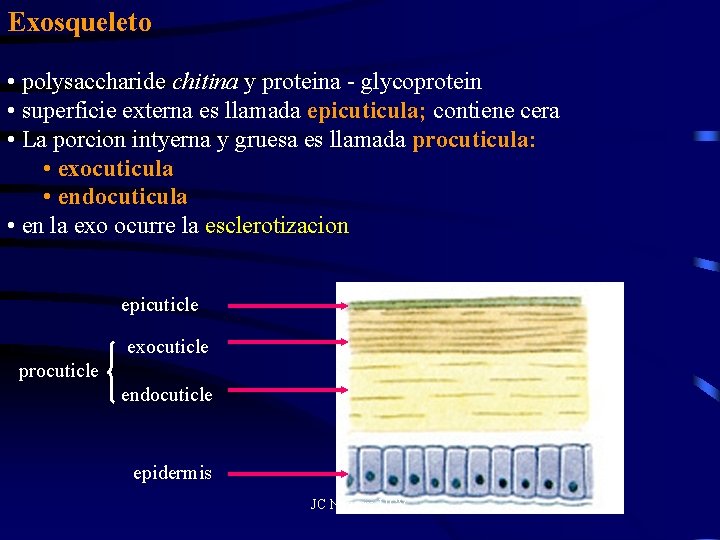 Exosqueleto • polysaccharide chitina y proteina - glycoprotein • superficie externa es llamada epicuticula;