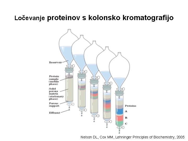 Ločevanje proteinov s kolonsko kromatografijo Nelson DL, Cox MM, Lehninger Principles of Biochemistry, 2005