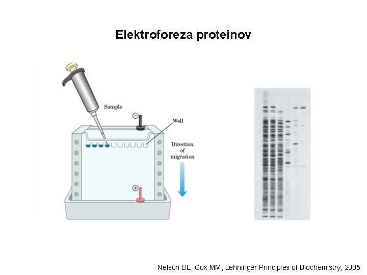 Elektroforeza proteinov Nelson DL, Cox MM, Lehninger Principles of Biochemistry, 2005 