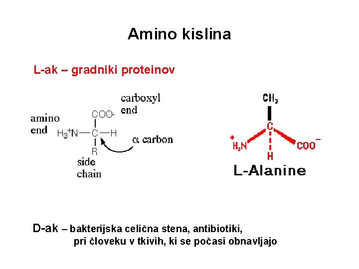 Amino kislina L-ak – gradniki proteinov D-ak – bakterijska celična stena, antibiotiki, pri človeku