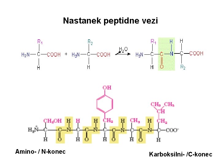 Nastanek peptidne vezi Amino- / N-konec Karboksilni- /C-konec 