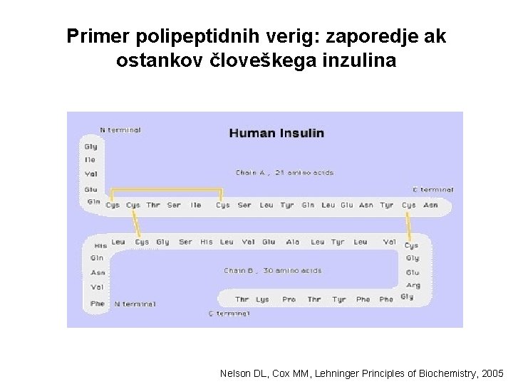 Primer polipeptidnih verig: zaporedje ak ostankov človeškega inzulina Nelson DL, Cox MM, Lehninger Principles