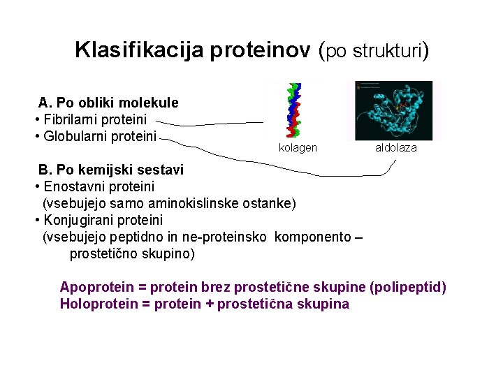 Klasifikacija proteinov (po strukturi) A. Po obliki molekule • Fibrilarni proteini • Globularni proteini