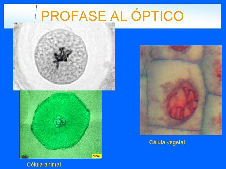 PROFASE AL ÓPTICO Célula vegetal Célula animal 