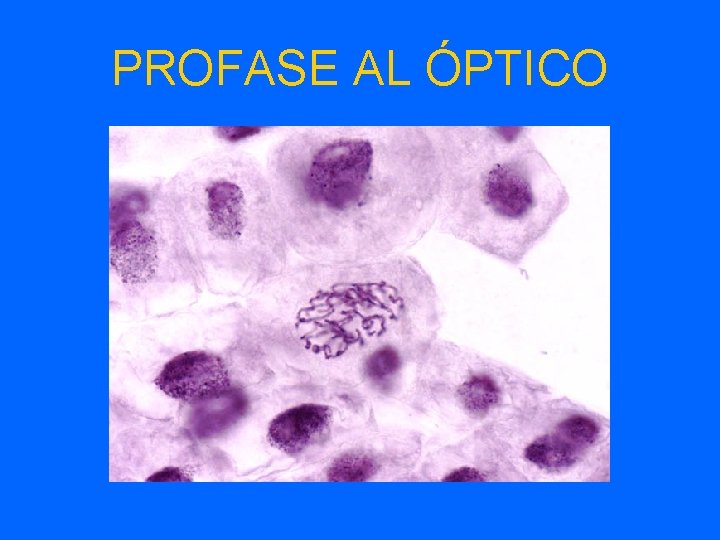 PROFASE AL ÓPTICO 