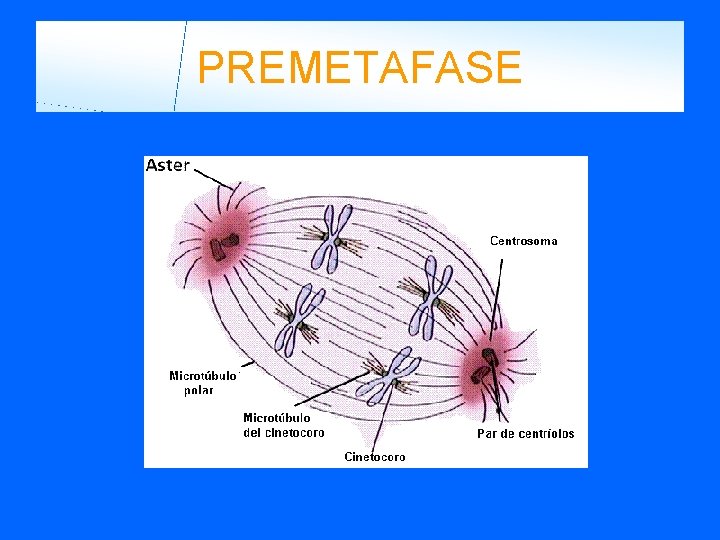 PREMETAFASE 