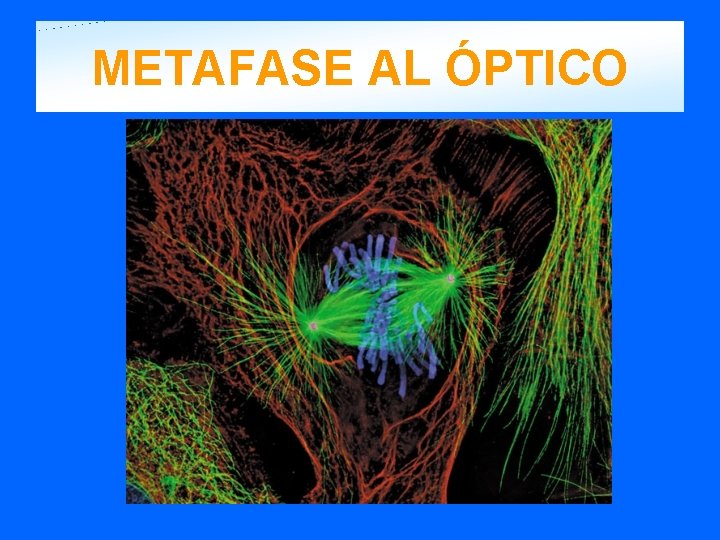 METAFASE AL ÓPTICO 