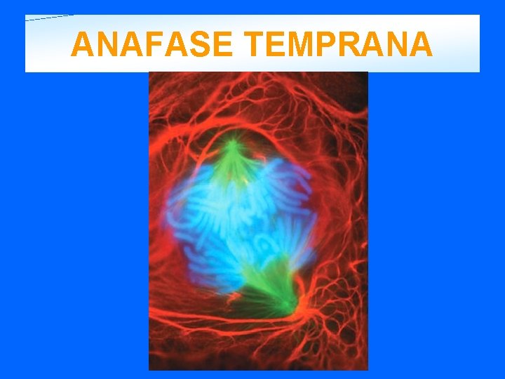 ANAFASE TEMPRANA 