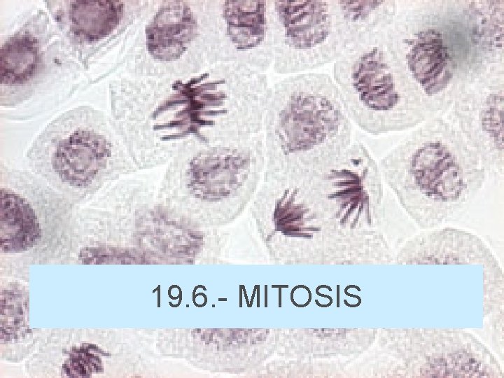 19. 6. - MITOSIS 