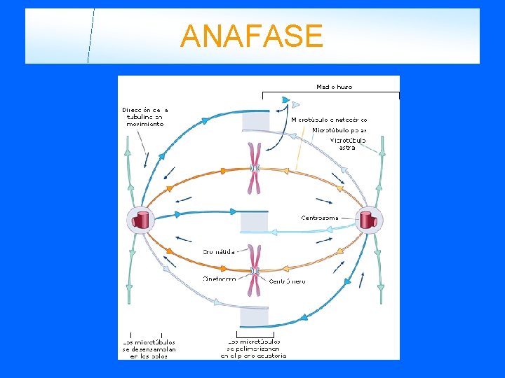 ANAFASE 