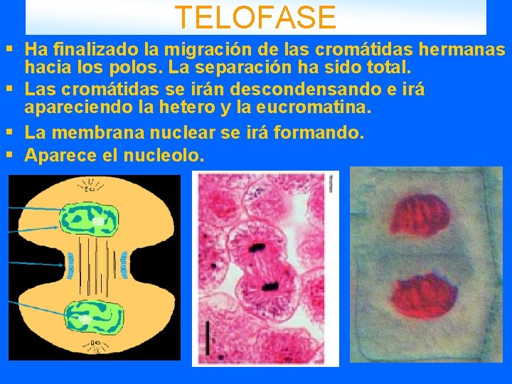 TELOFASE § Ha finalizado la migración de las cromátidas hermanas hacia los polos. La