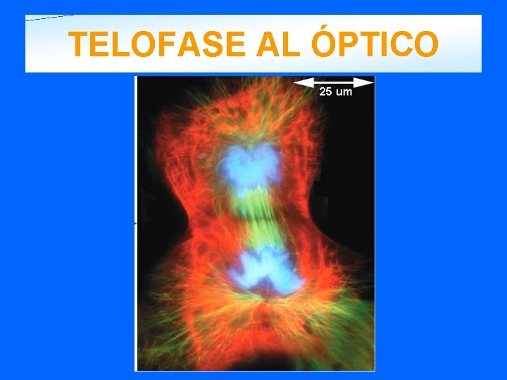 TELOFASE AL ÓPTICO 