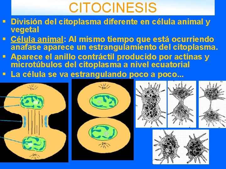 CITOCINESIS § División del citoplasma diferente en célula animal y vegetal § Célula animal: