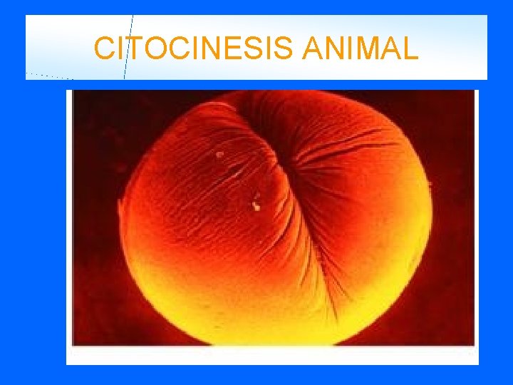 CITOCINESIS ANIMAL 