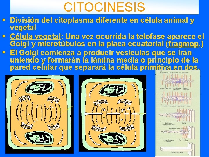 CITOCINESIS § División del citoplasma diferente en célula animal y vegetal § Célula vegetal: