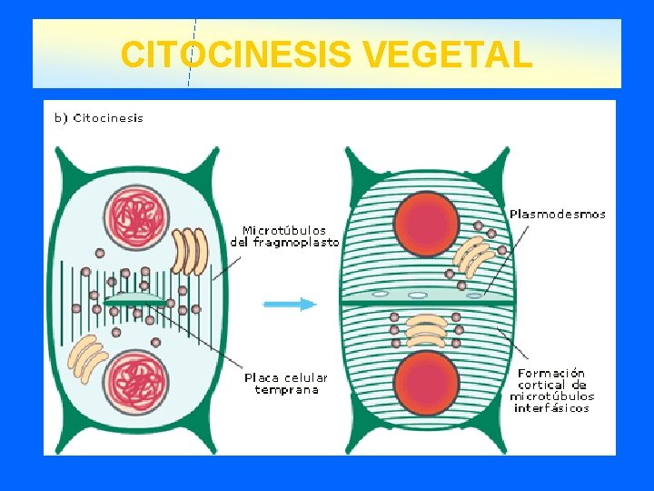 CITOCINESIS VEGETAL 